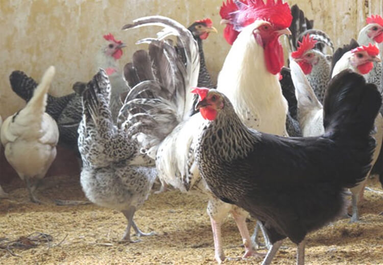 Gà Ai Cập giống gà mang lại nguồn lợi kinh tế cao