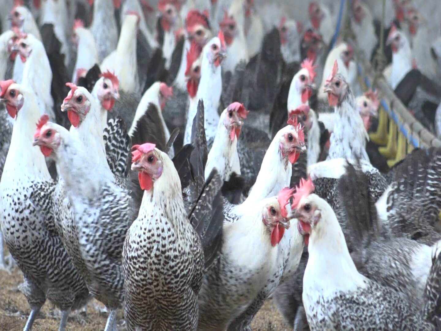 Gà Ai Cập giống gà mang lại nguồn lợi kinh tế cao