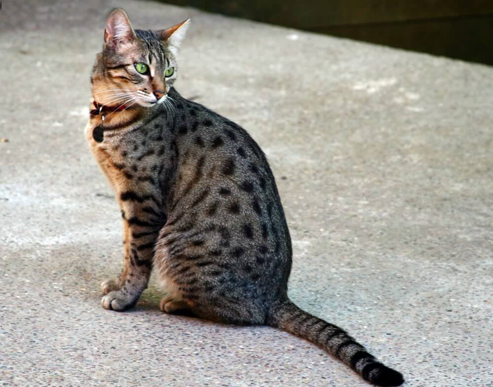 Giống mèo Egyptian Mau